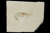 Cretaceous Fossil Shrimp - Lebanon #123925-1